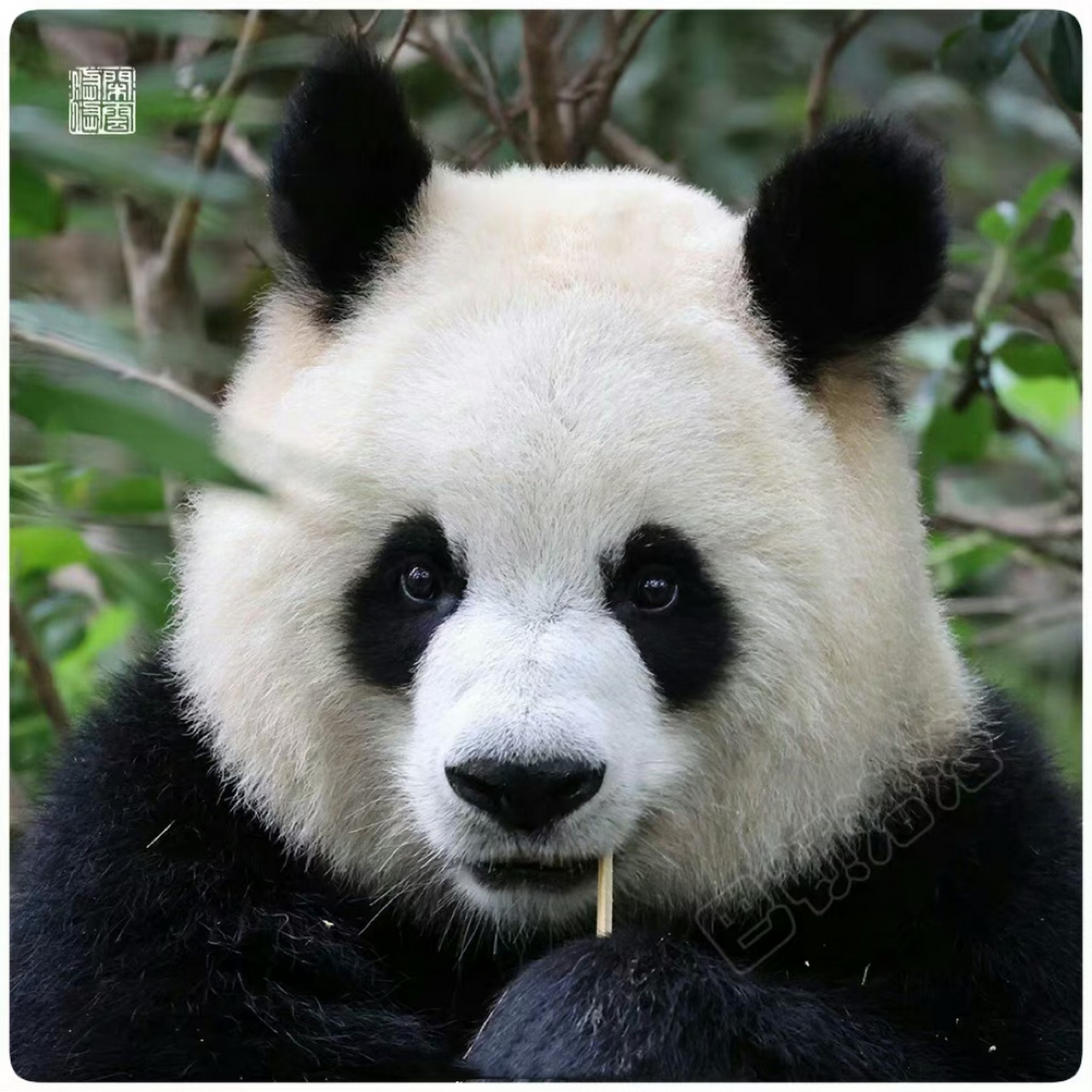 陈圆润女士挖煤前后对比[二哈] 果然女性还是要好好保养,不要干重活儿