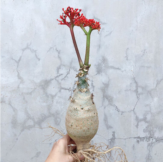 佛肚海棠的养护繁殖方法大揭秘