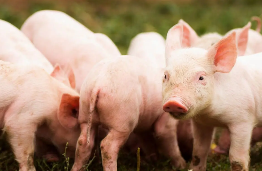 猪可以喂食盐吗?