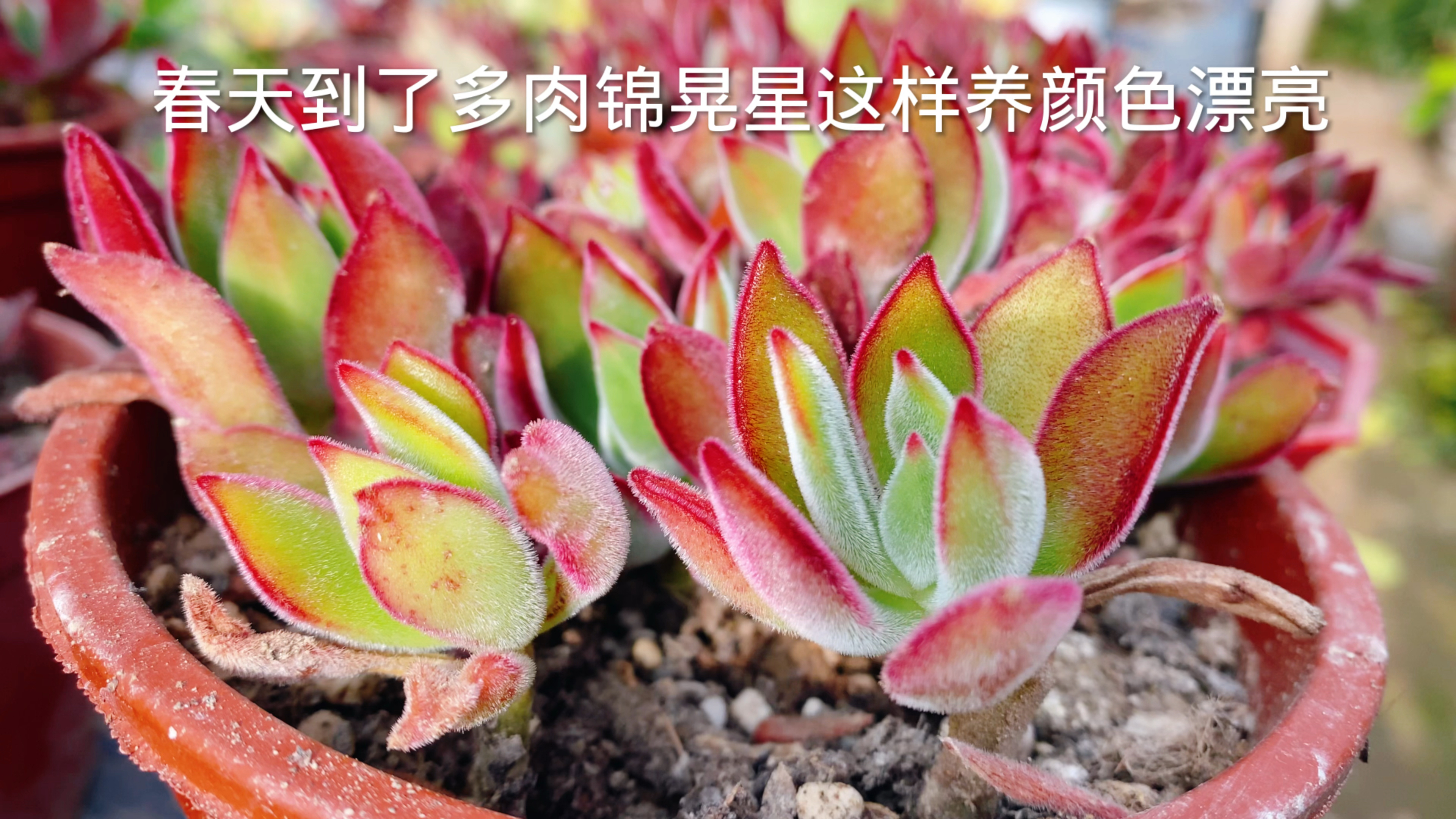 锦晃星春季这样养护,叶片颜色漂亮,生长状态好!