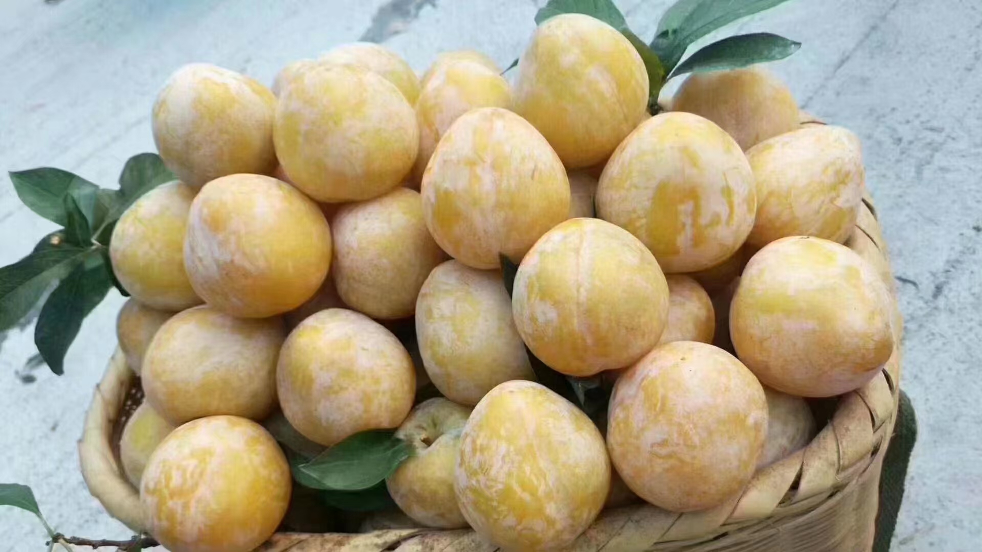 一箱黄金奈李