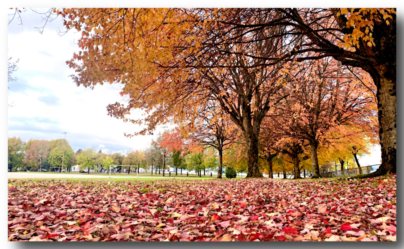 叠翠流金,楓林尽染—温哥華