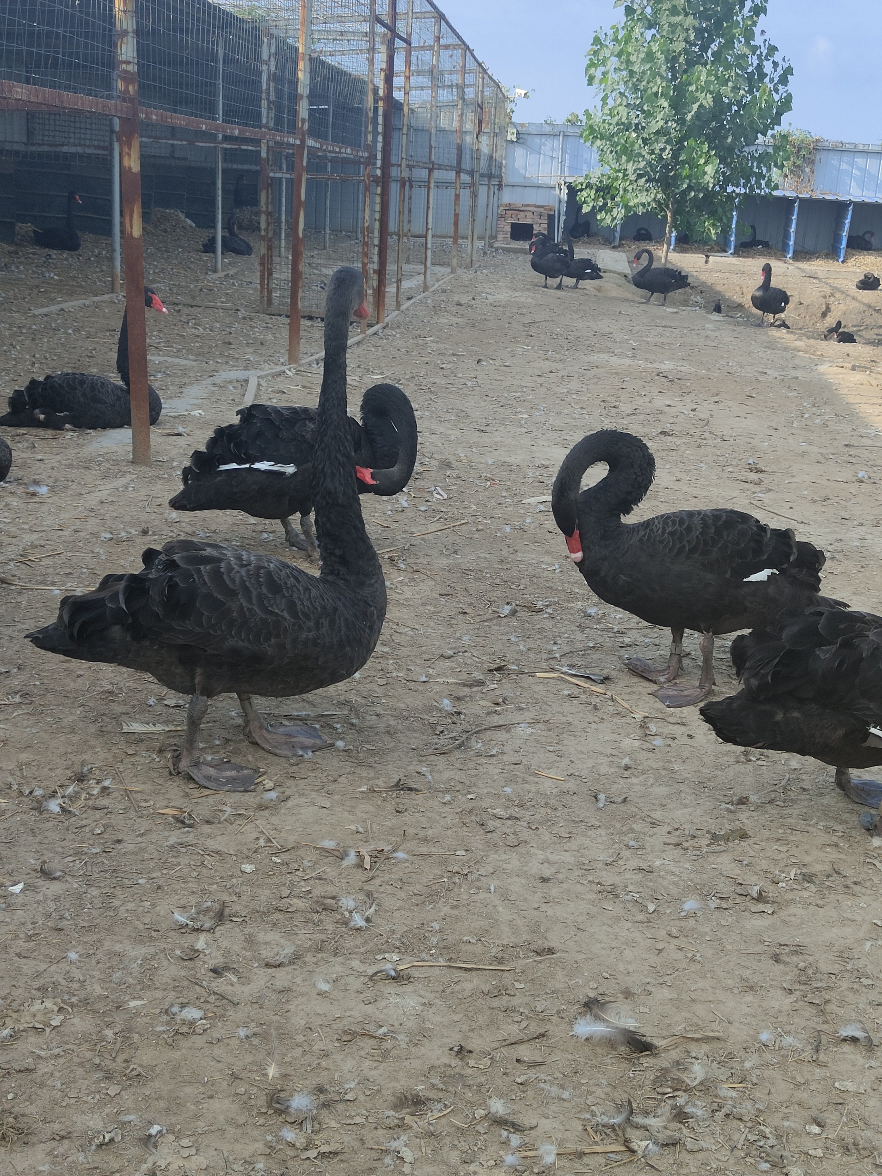 黑天鹅苗成年黑天鹅观赏水禽