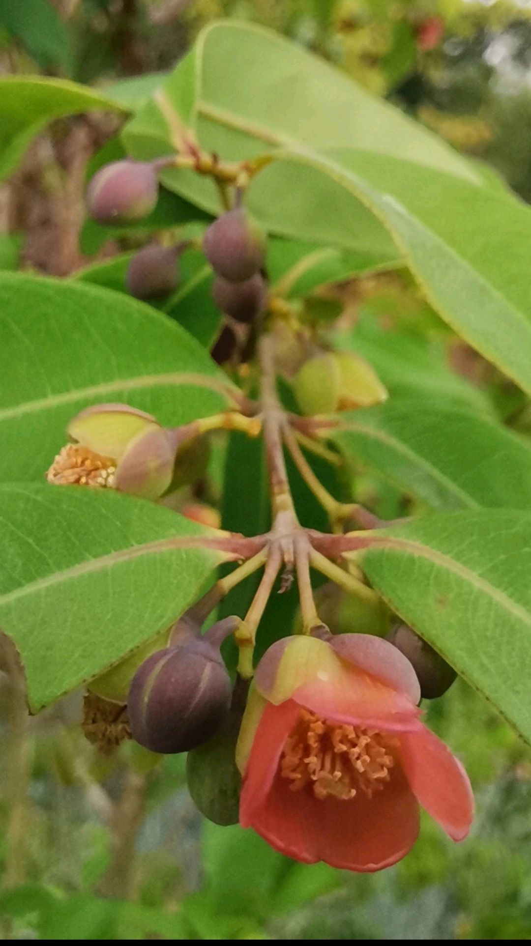 黄牛木有这样美丽的花