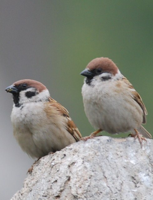 童年趣事,捉麻雀