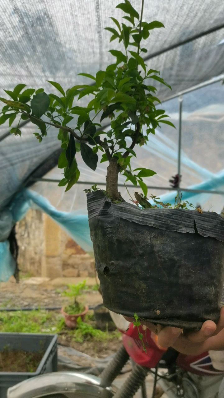 金弹子贵妃紫血红果