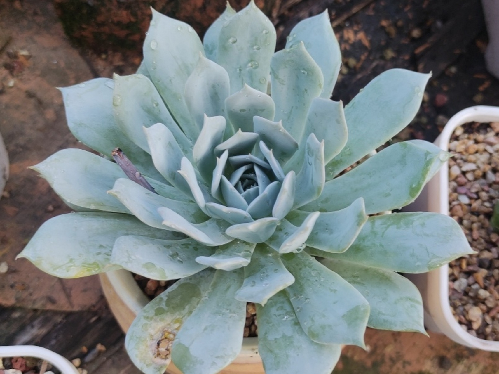 图一薄叶蓝鸟图二吹雪之松锦#百度初秋打卡挑战赛#