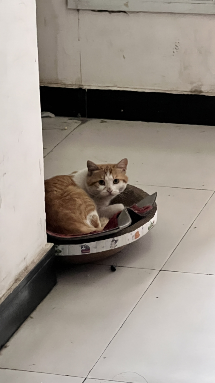 来要饭的小猫咪93