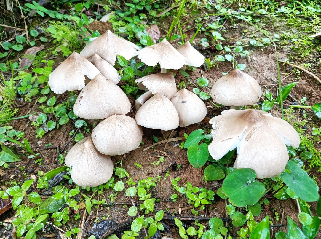 云南可食用野生菌