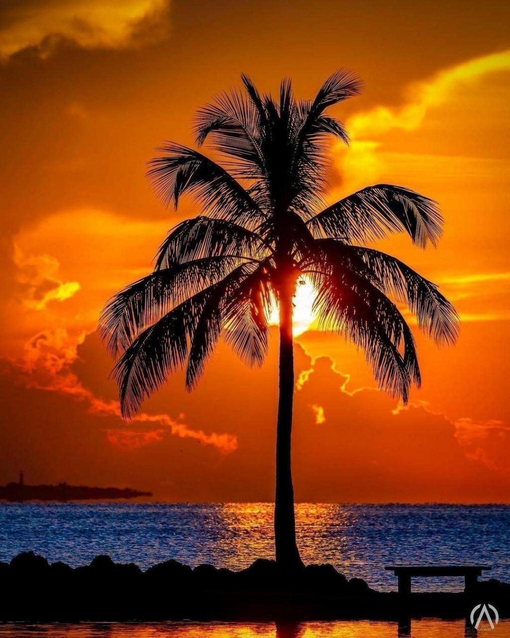 夕阳下的椰子树,格外的美