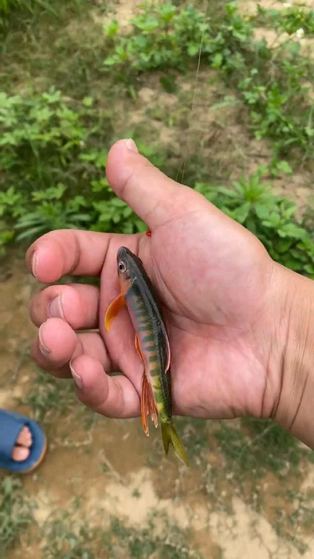 风浪越大,鱼就越贵,迷你长鳍鱲