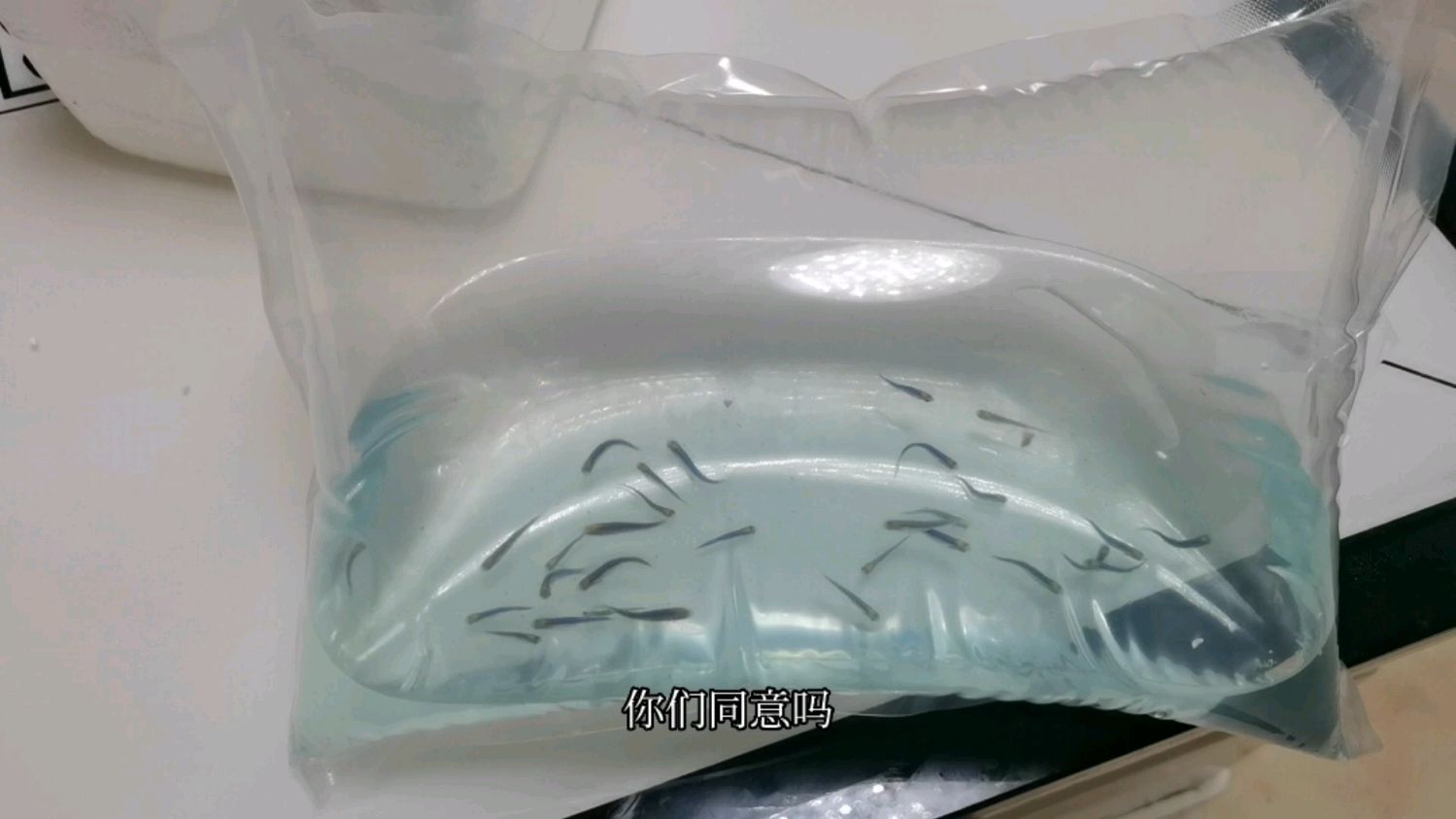 开箱三十条蓝斑马鱼,一条没挂,果然是鱼界小白鼠