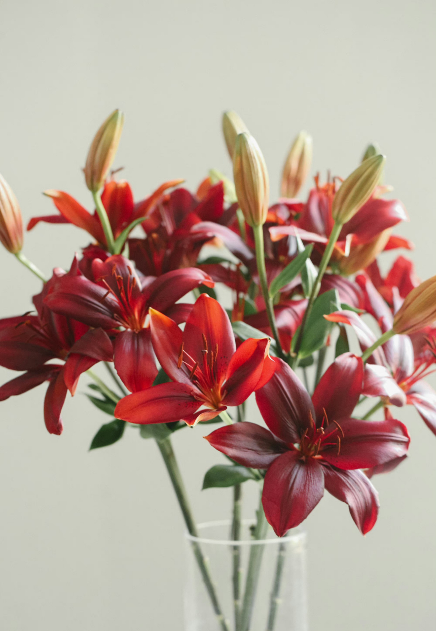 黑宝石百合08|纯正的酒红色,自带高级的油亮质感,与众不同也没有