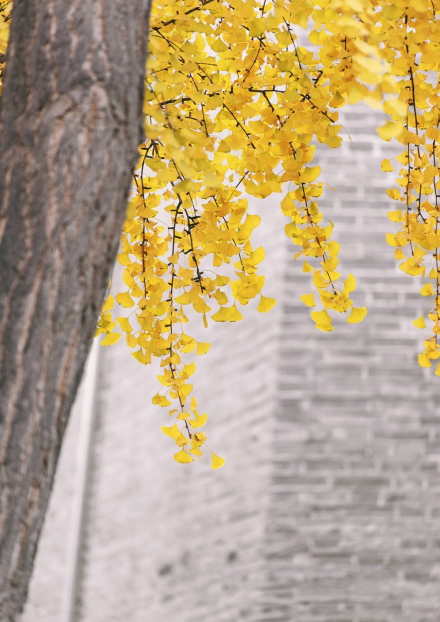 西安的环城公园景色优美,秋天里是观赏银杏叶最佳的季节,这里与古老的