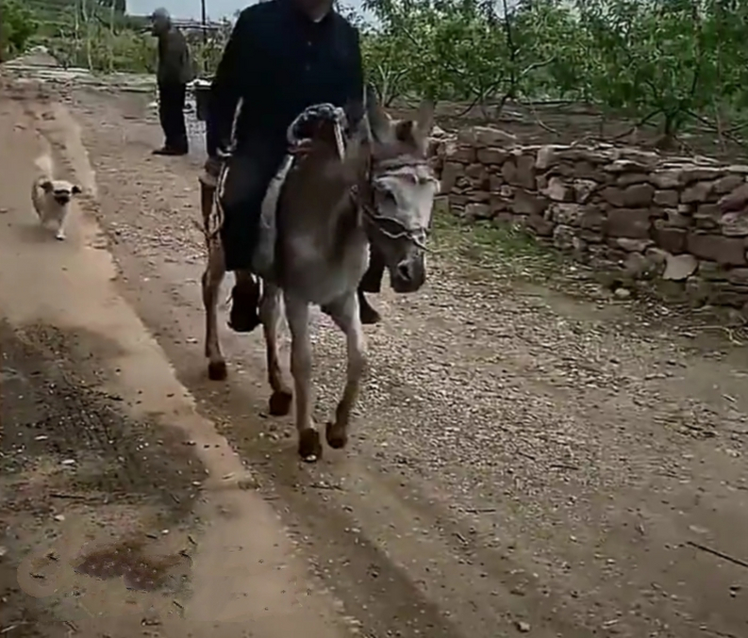 趣闻0197:山东"农民战将",八旬老爷爷,骑毛驴出家干