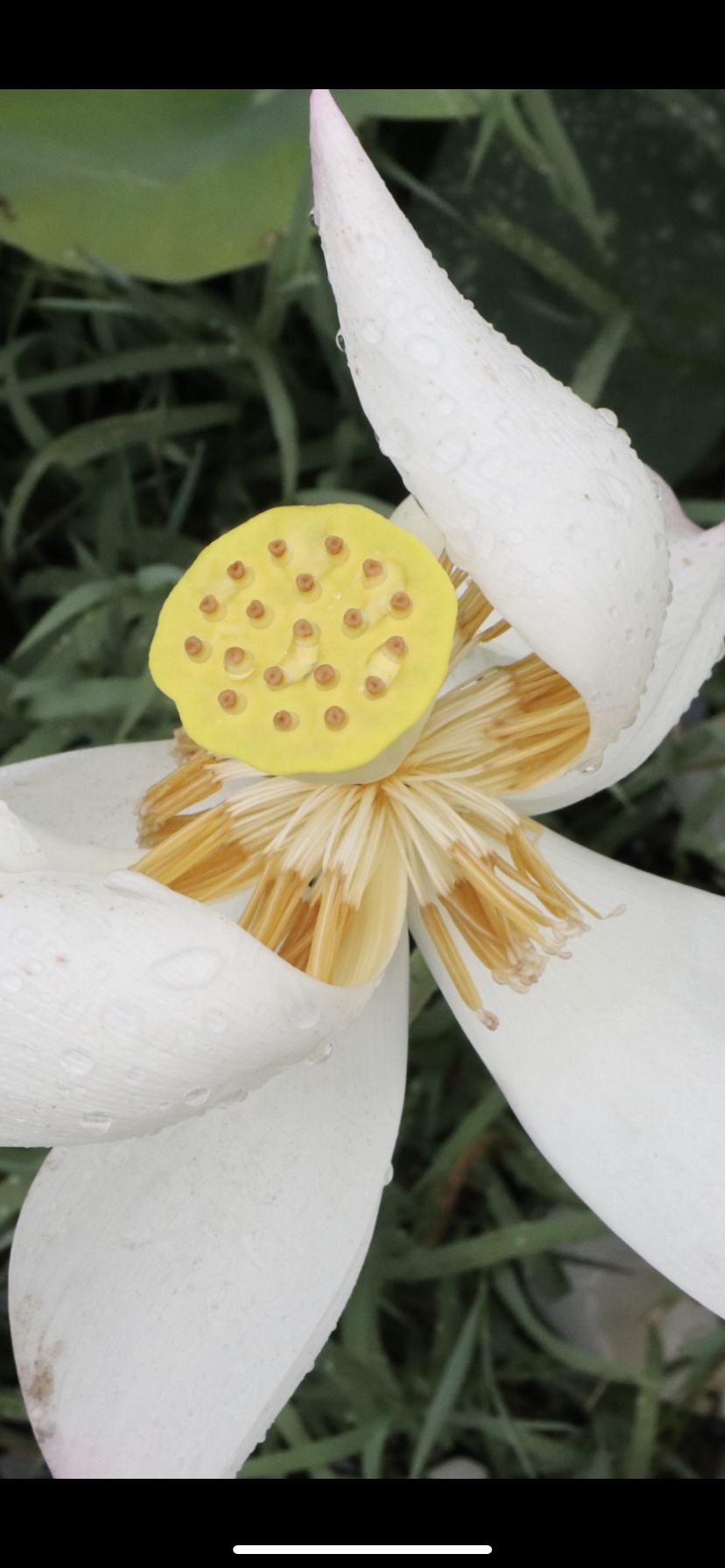 828_1792竖版 竖屏