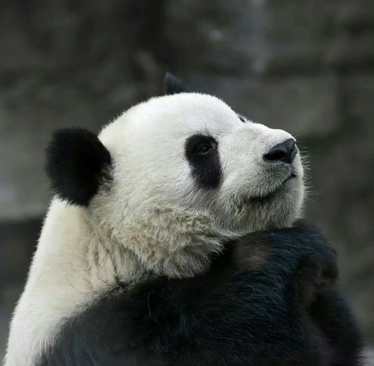 熊猫:萌兰——社畜;明天周末放假来北动看萌萌又可爱的我;萌兰给亲亲