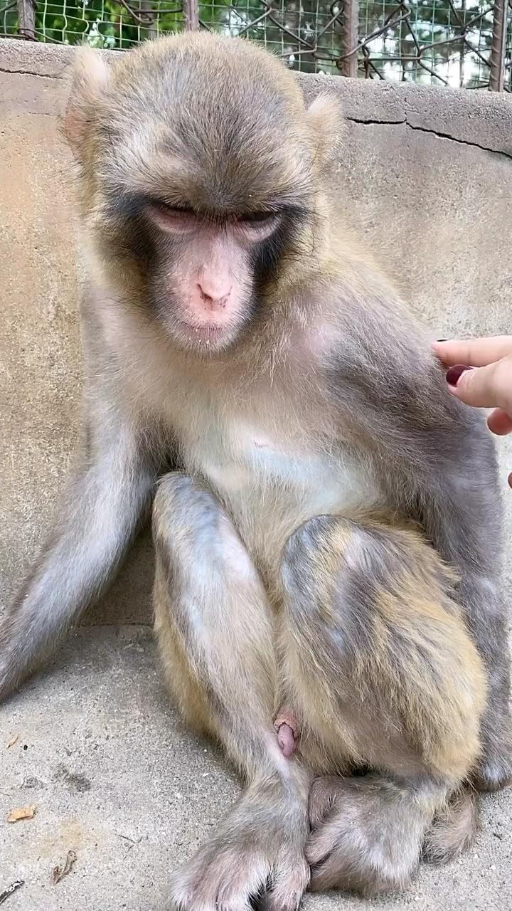 大傻很可爱,公猴子一点点不伤人-度小视