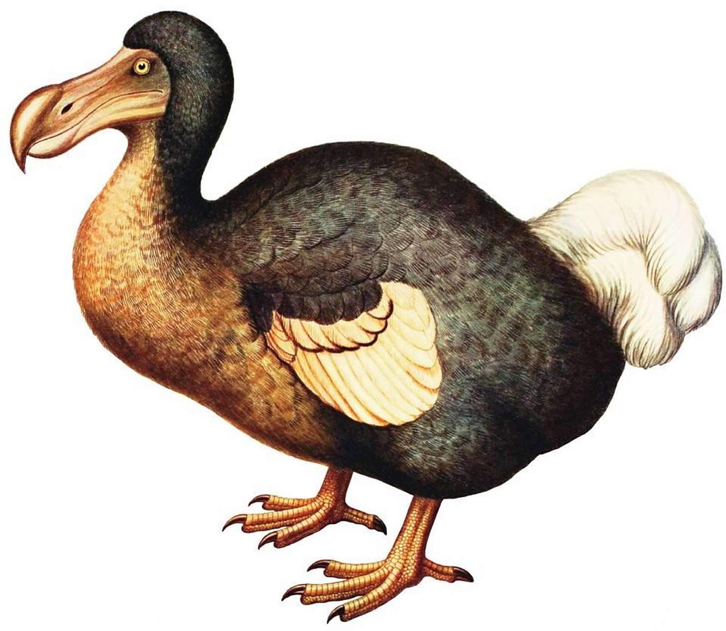 复活渡渡鸟  渡渡鸟是地球上最著名的灭绝物种之一,它们有可能复活吗?