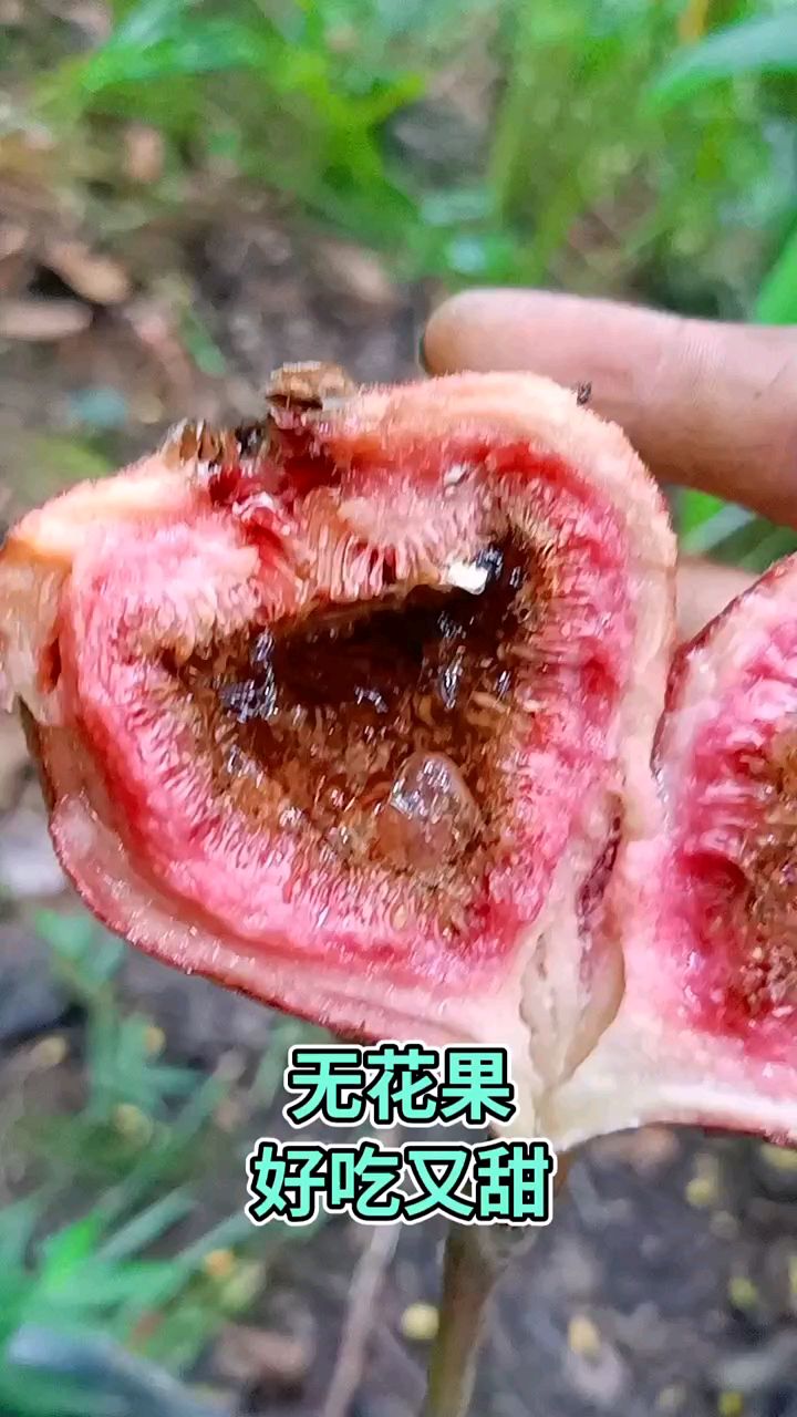 纯野生无花果