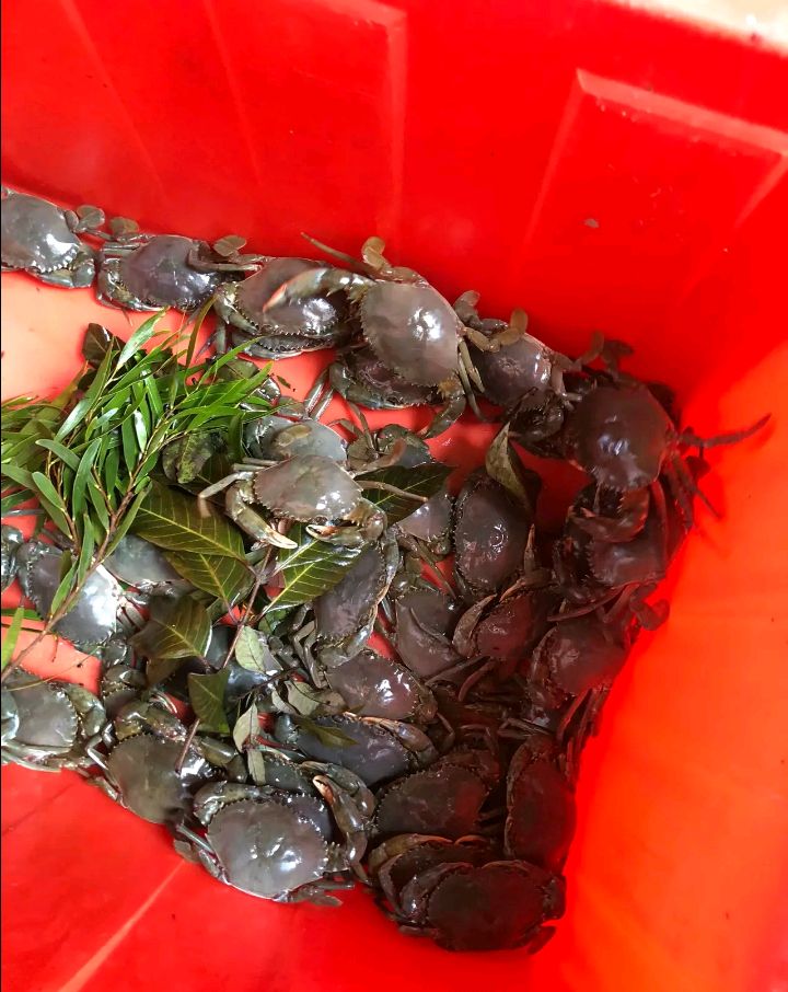 莆田人喜欢的菜鲟出来了!野生的一斤要150元!