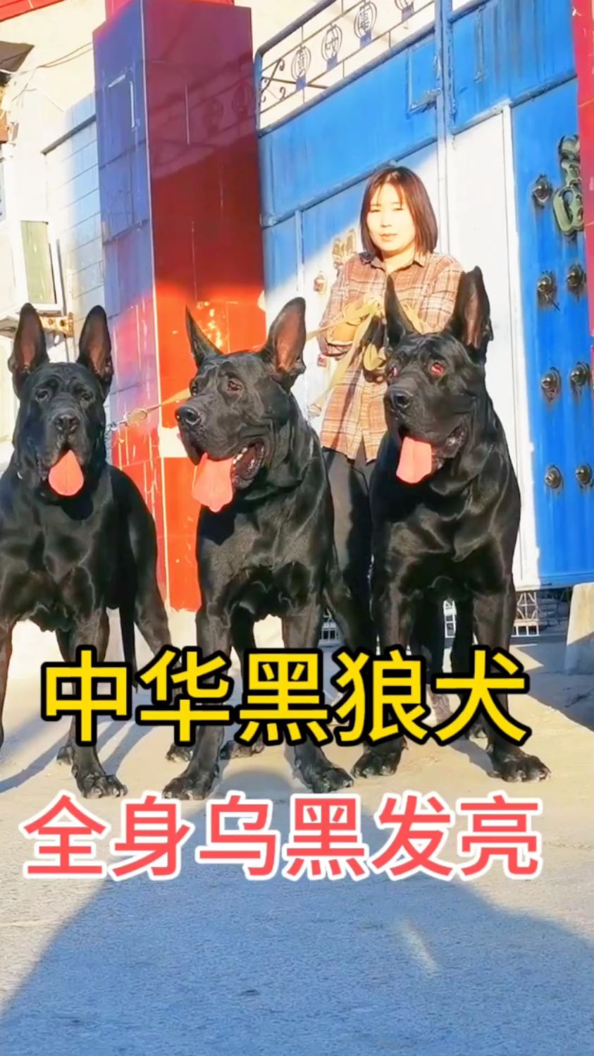 大型墨界黑狼犬