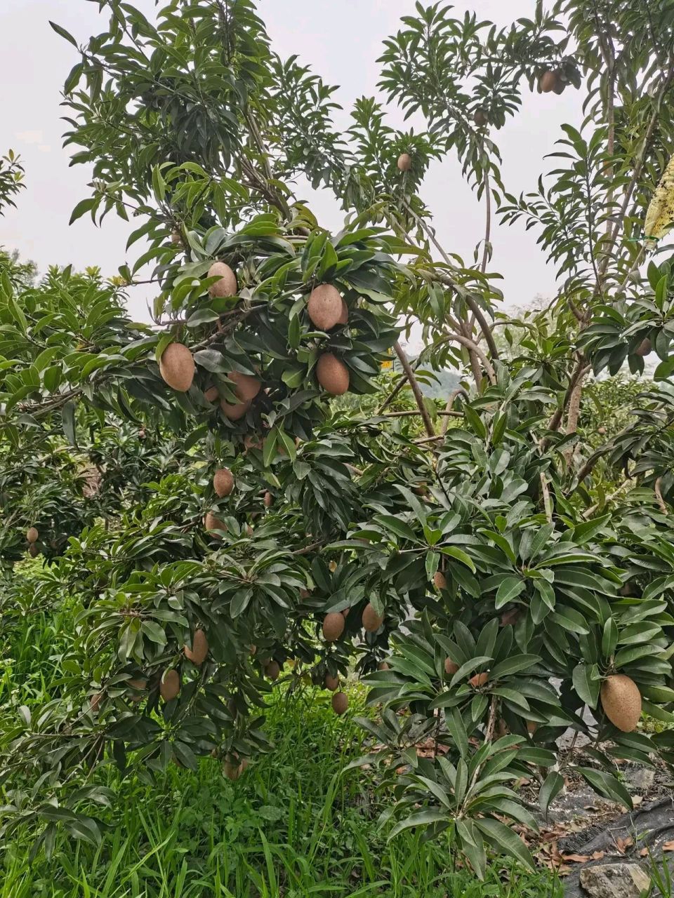 请问一下广西的朋友,这个玩意叫啥土豆长树上了?