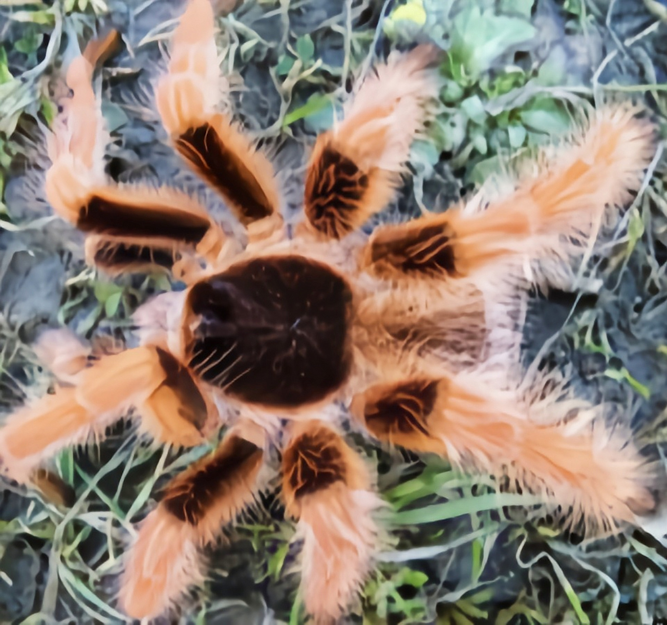 每天认识一种动物——哥伦比亚红脚蛛 哥伦比亚红脚蛛是蜘蛛目,捕鸟蛛