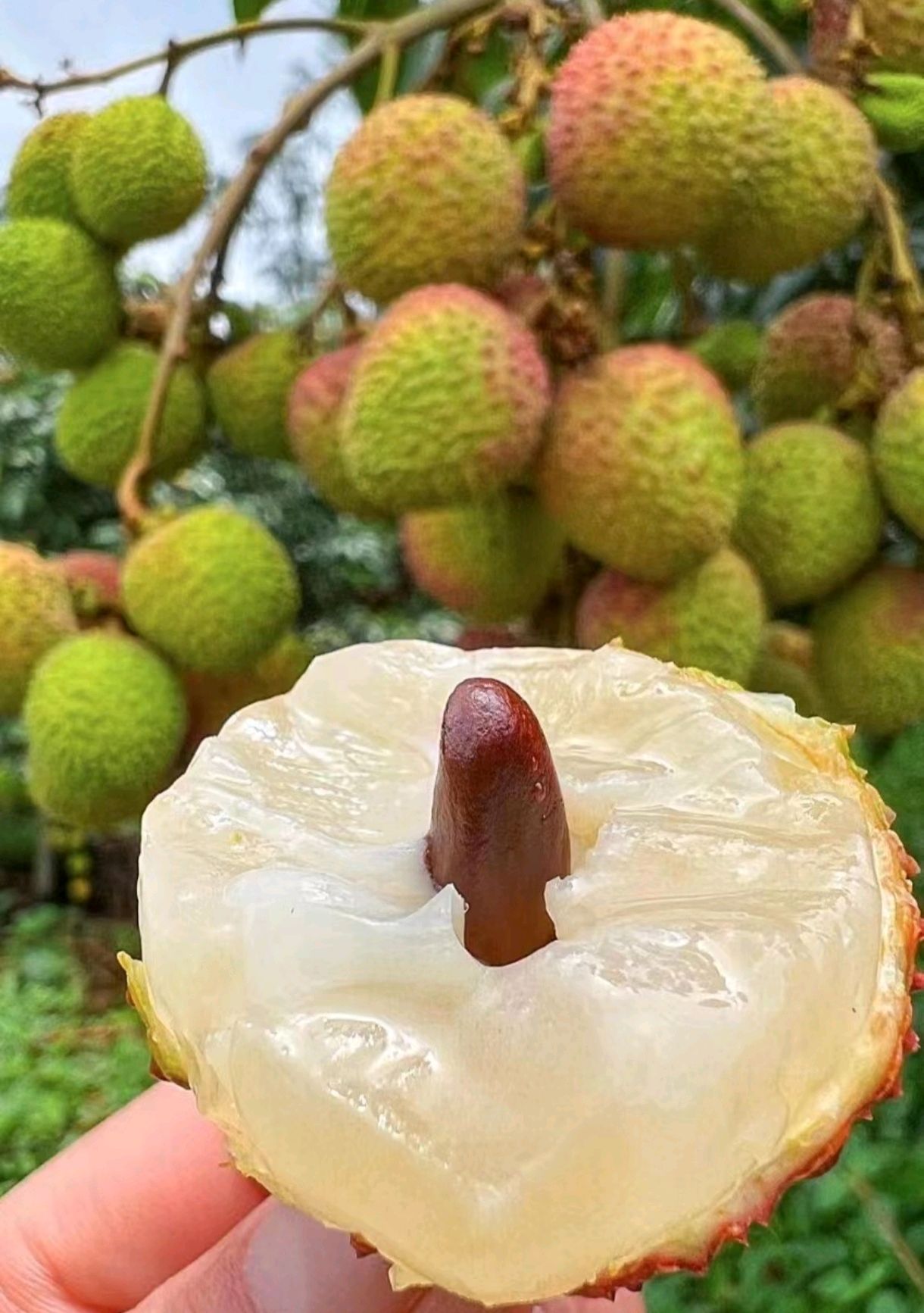 香甜四溢,品味南方水果荔枝的风味盛宴