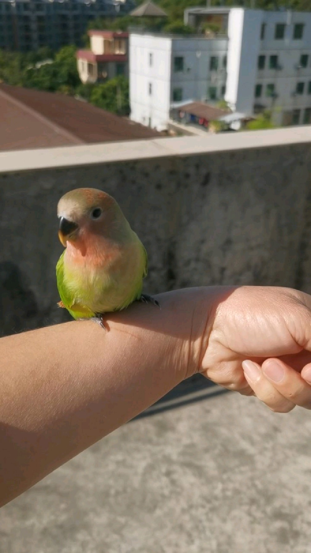 面类红头绿闪牡丹鹦鹉外面的世界很精彩带小鹦鹉出去放风