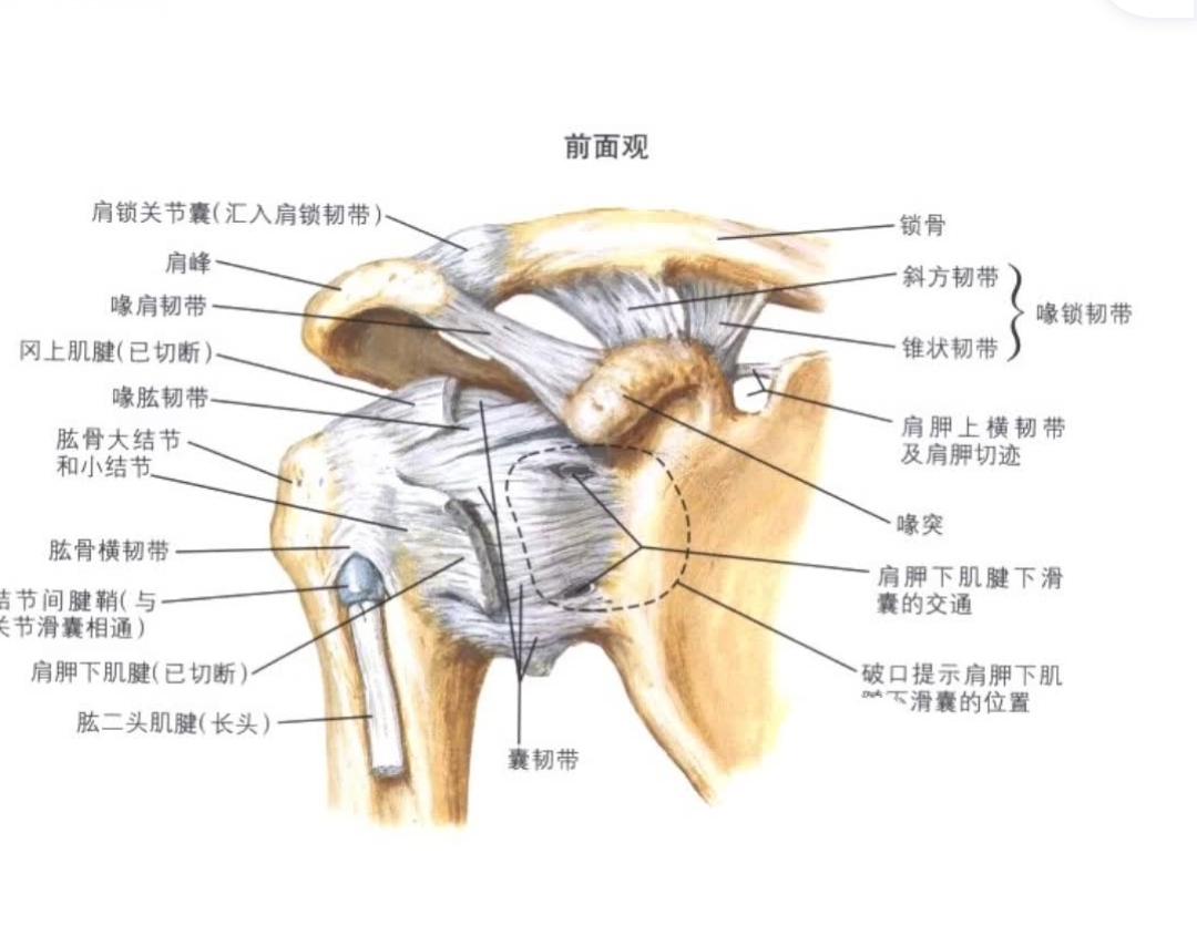 肱骨大结节结构图片