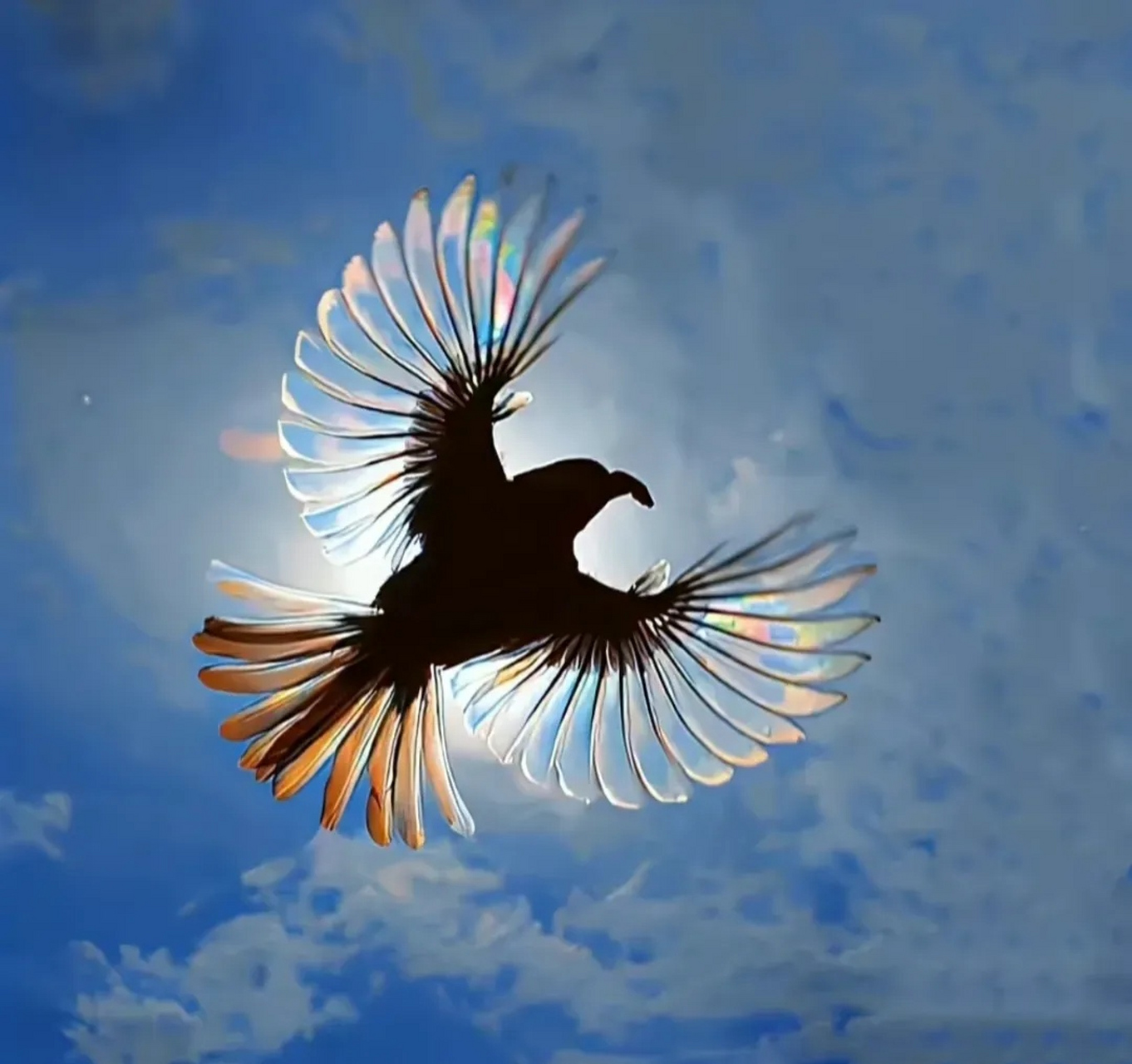 乌鸦的颜色就是五彩斑斓的黑!