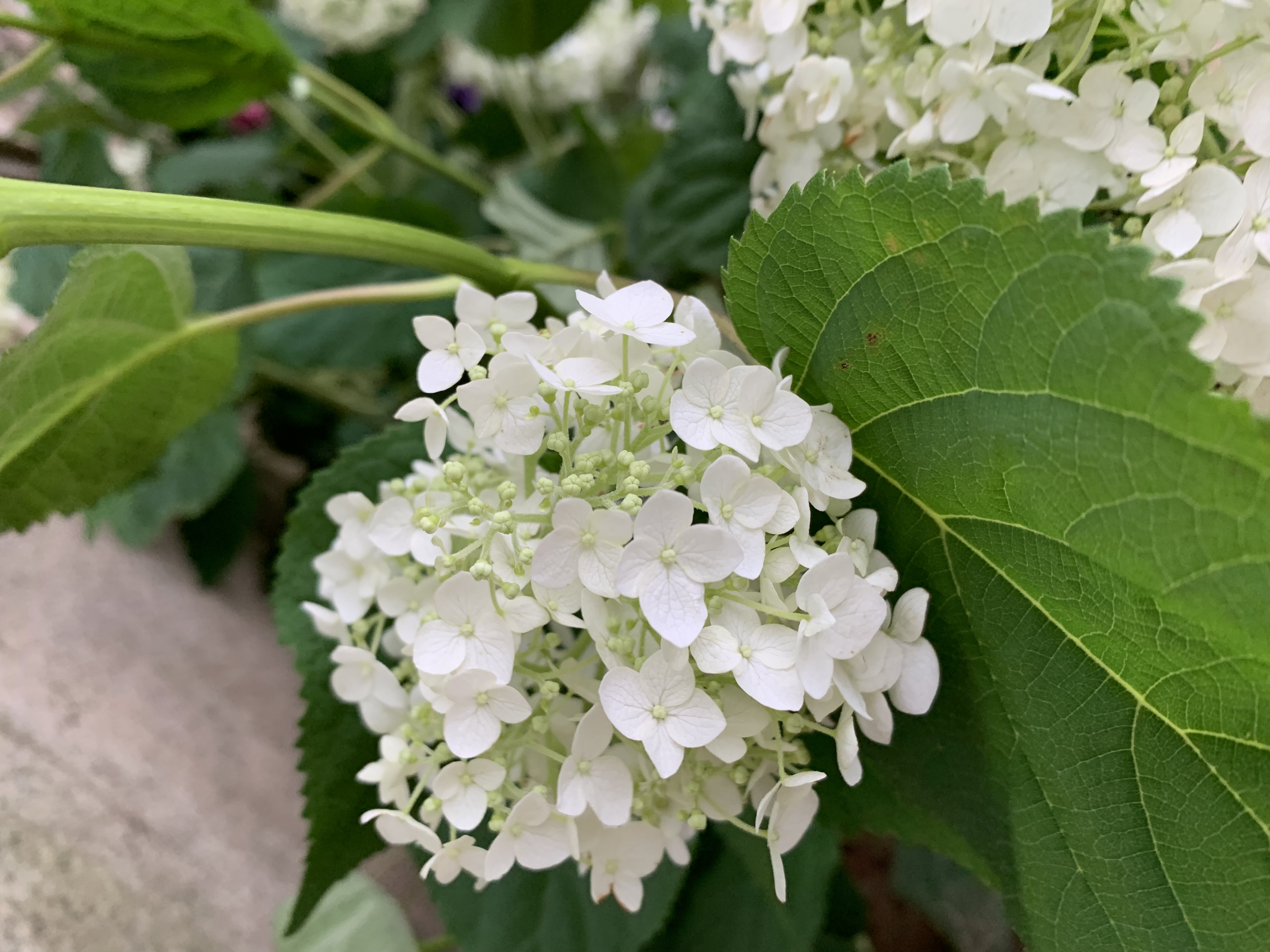 绣球荚蒾,别名木绣球,未开花时为绿色球体,开花后整个花球都是白色.