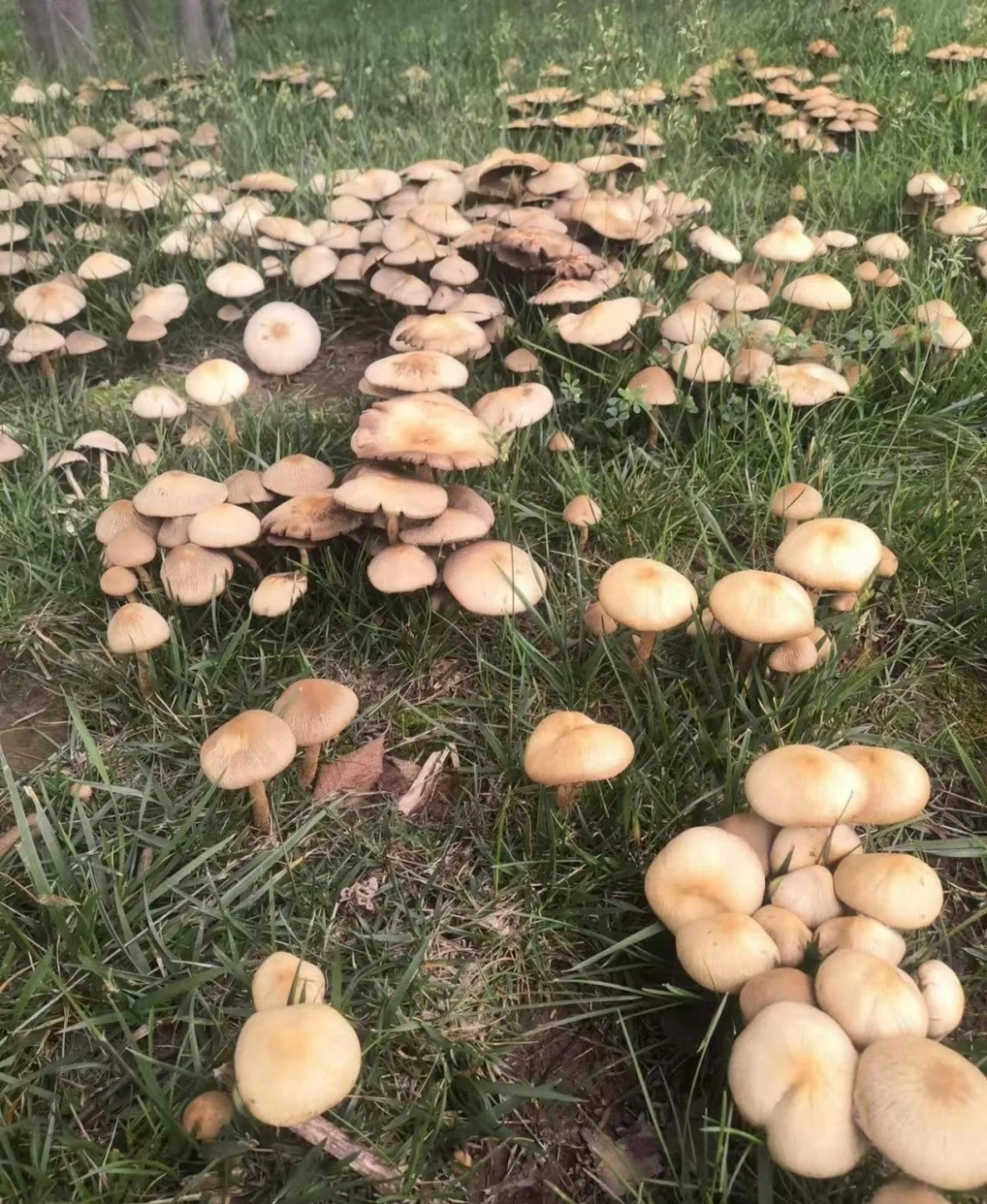雨后前坪草地里长出了许多蘑菇,就是不知道能不能吃.