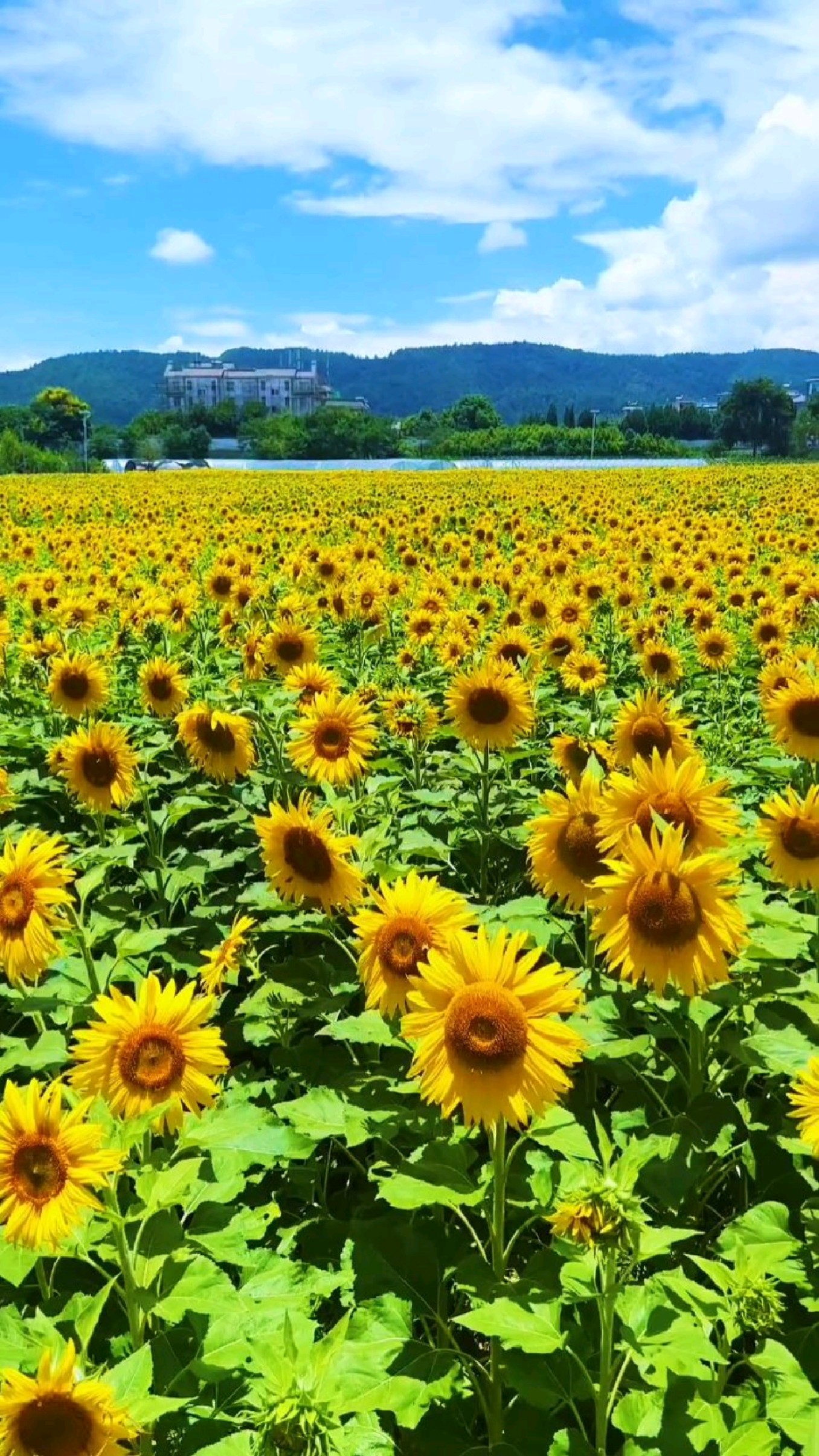 昆明滇池边,大片向日葵花海开啦!还是免费的哦 .