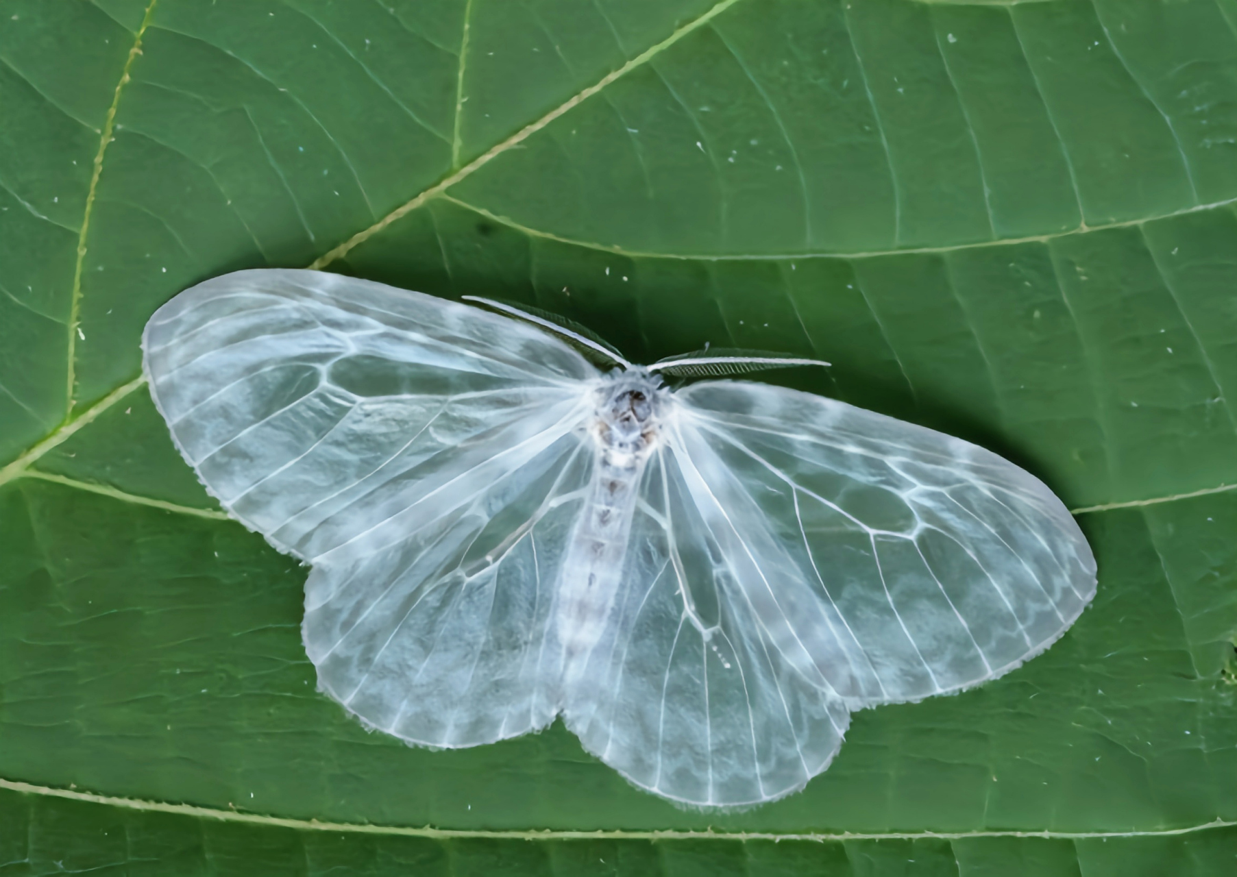 每天认识一种动物——纱钩蛾 纱钩蛾原产于中国,东北,华北,湖北,重庆