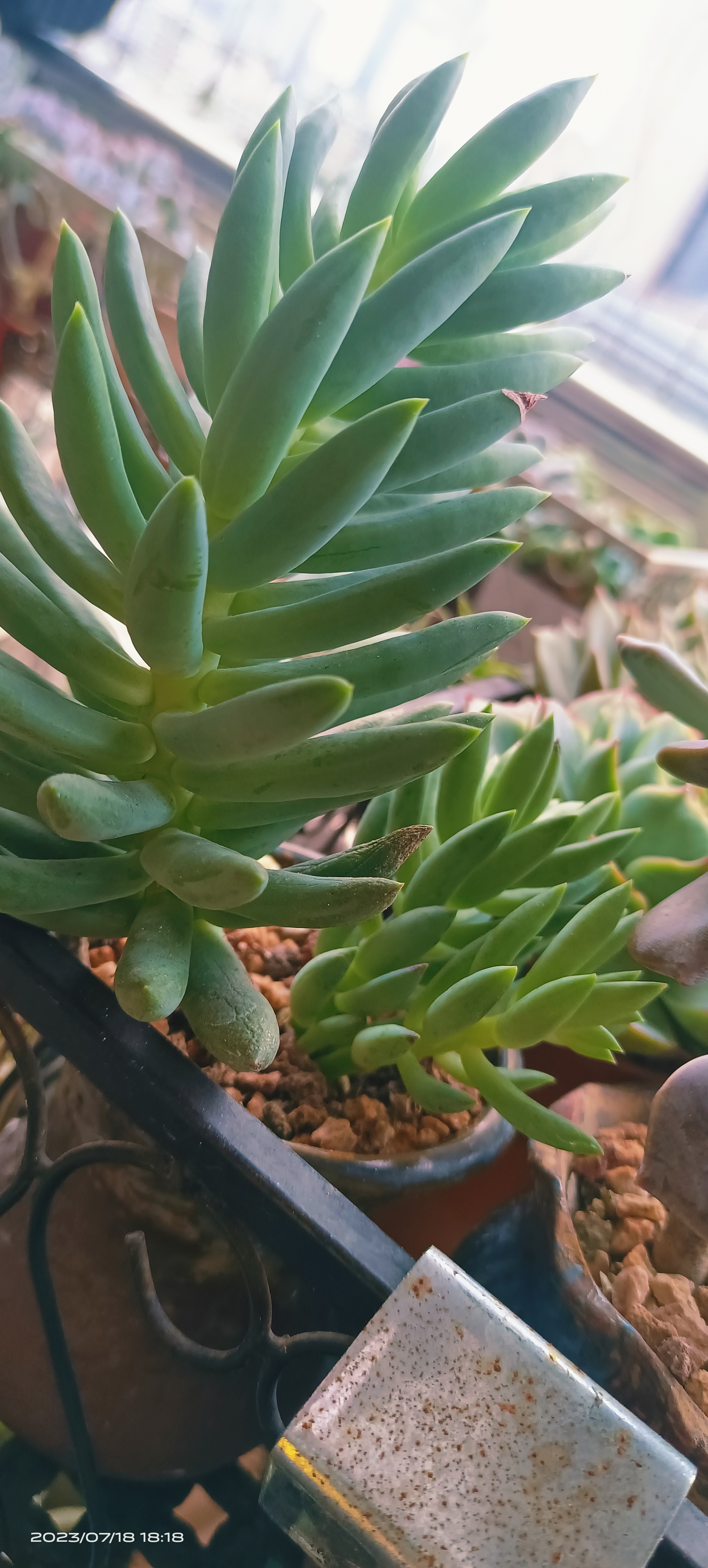记录阳台的多肉植物千佛手,在我家已经待了五年了,姆本早就没啦,都是