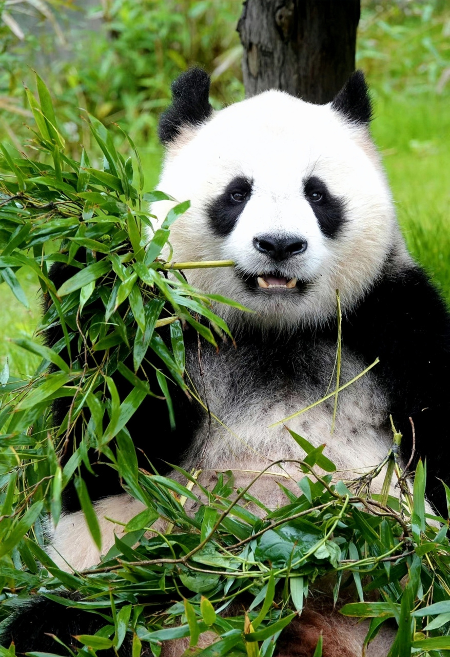 大熊猫七七身体基本恢复,已经露面了,关心七七的朋友们可以放心了