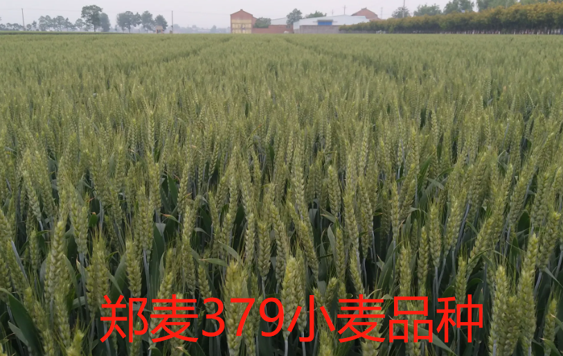 郑麦379小麦品种介绍