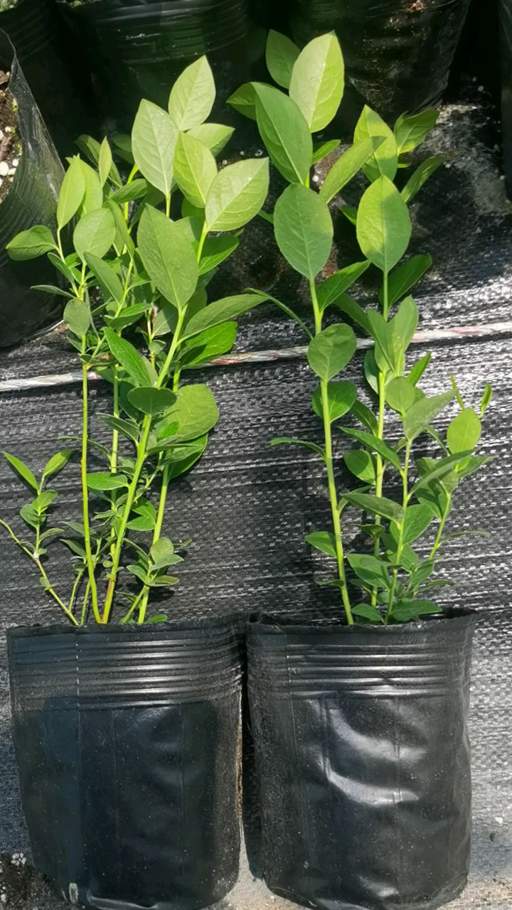 组培云雀蓝莓苗.云雀蓝莓产量高,果粉好,口感脆甜-度小视