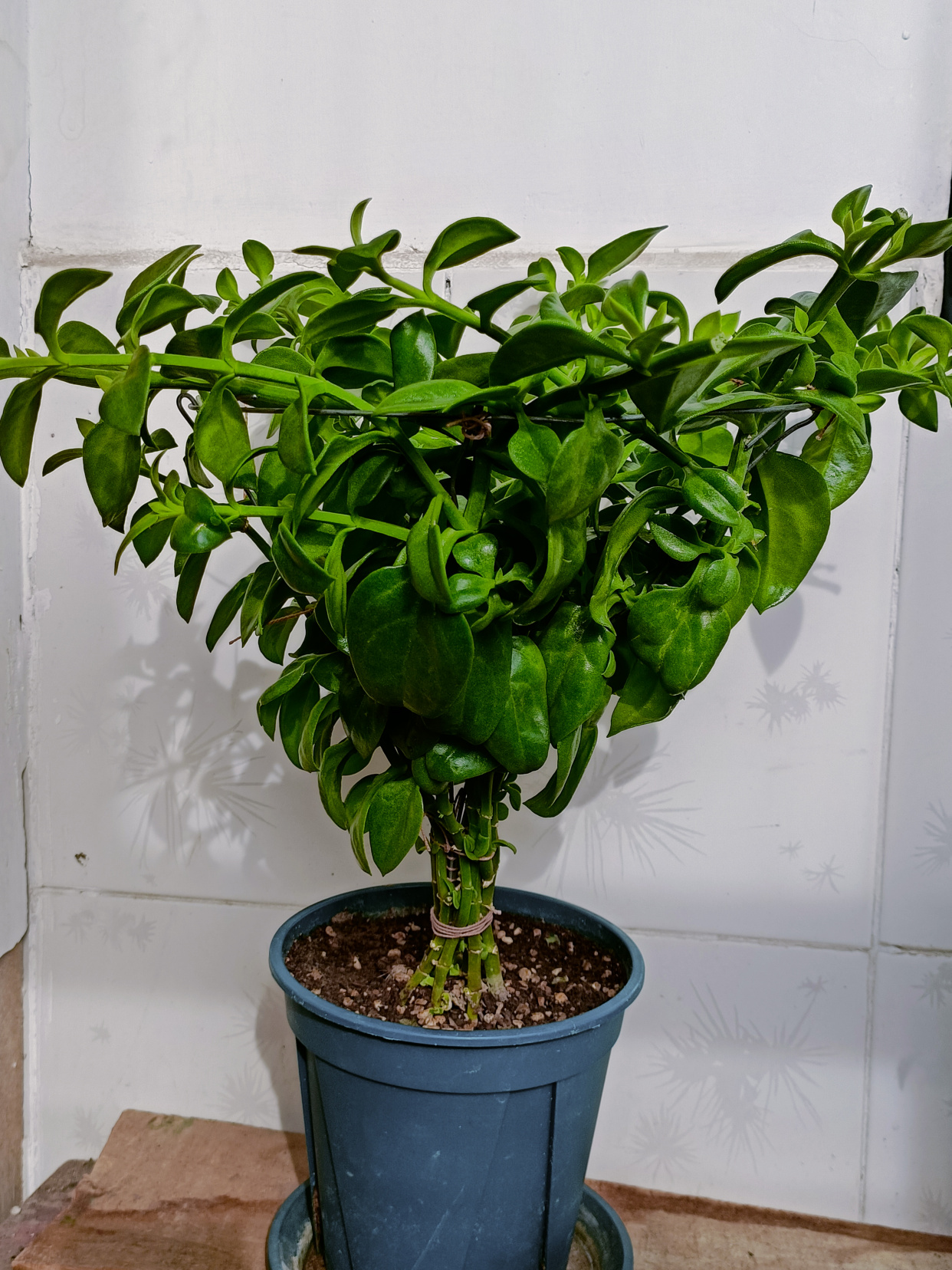 养牡丹吊兰,开花漂亮又美观,插根枝条就能活,还可以做造型!