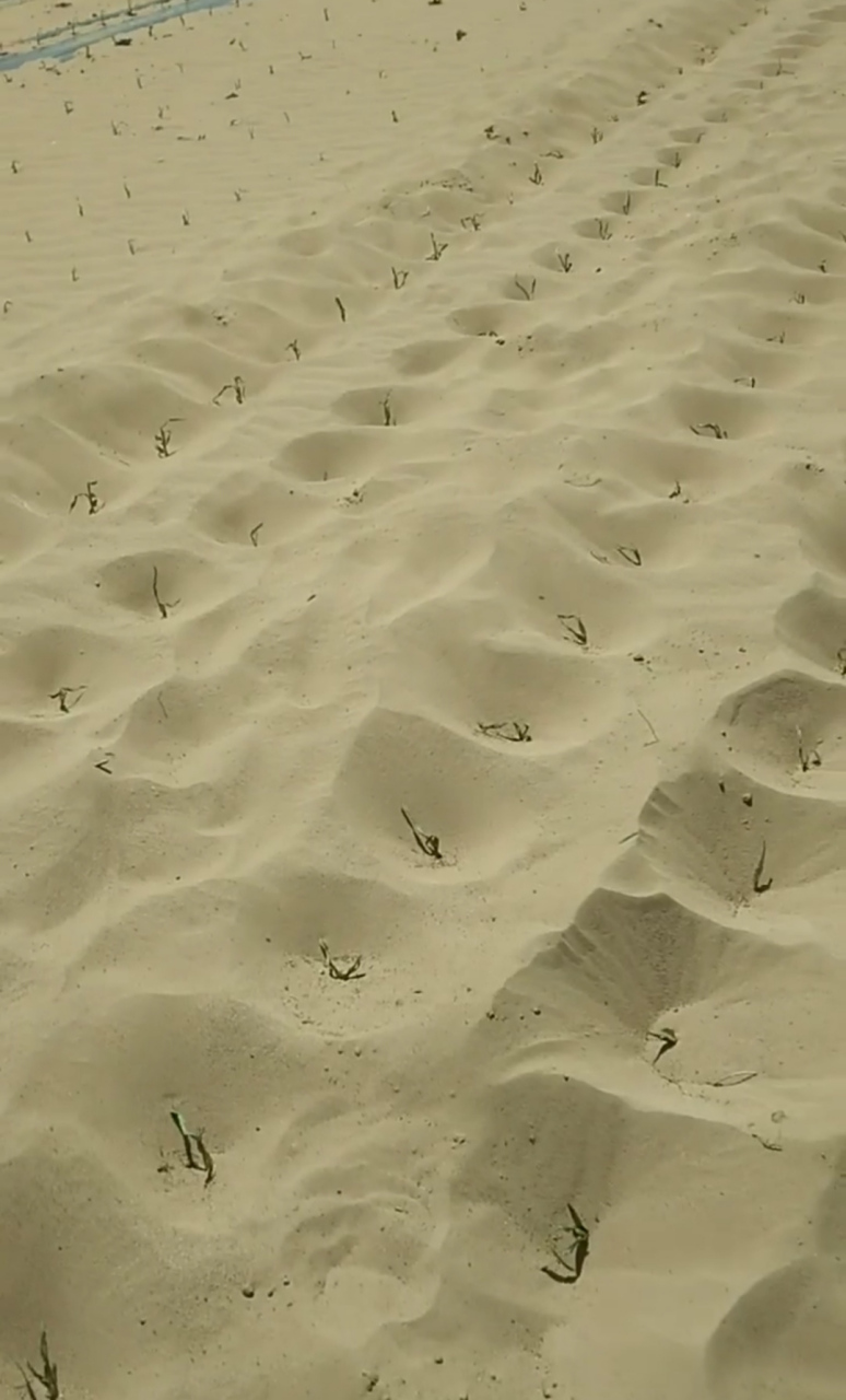 这可不是吃饱了撑的在沙漠里种庄稼,这是被风沙给吹成这样的,唉,农民