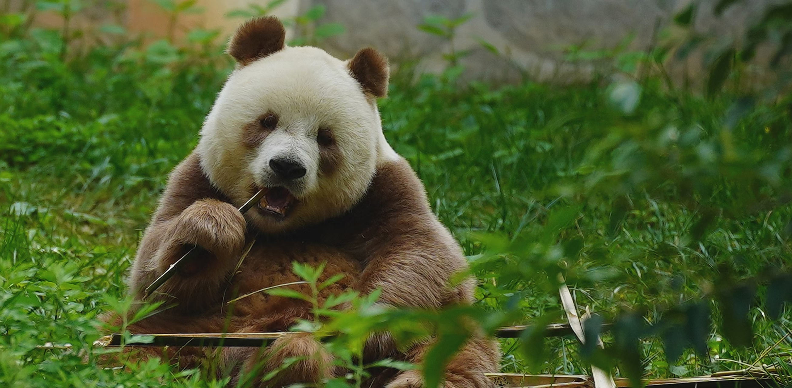 秦岭四宝科学公园,全球唯一的一只圈养棕色大熊猫—七仔生活在这里,后