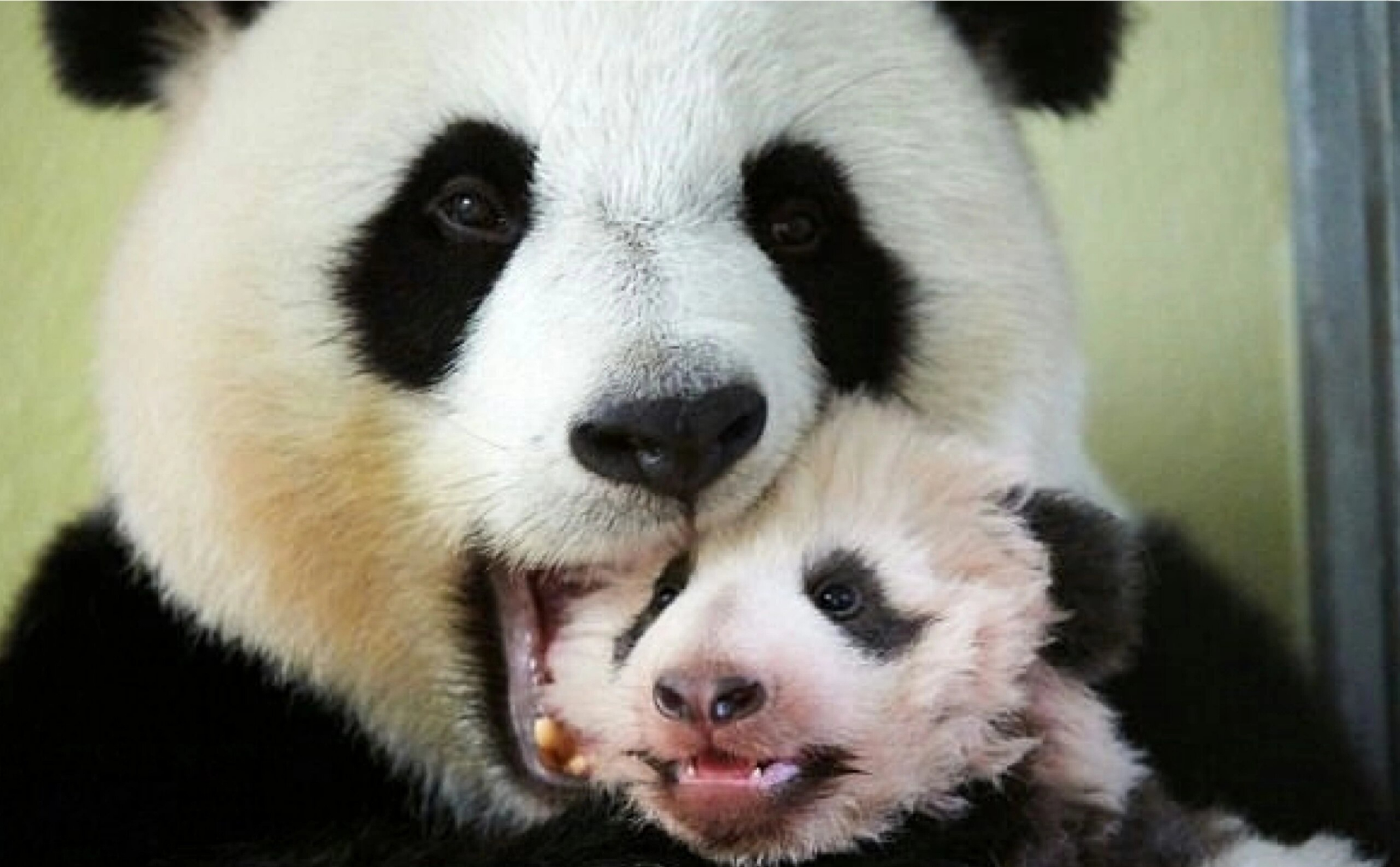 大熊猫欢欢和圆梦的温馨画面.