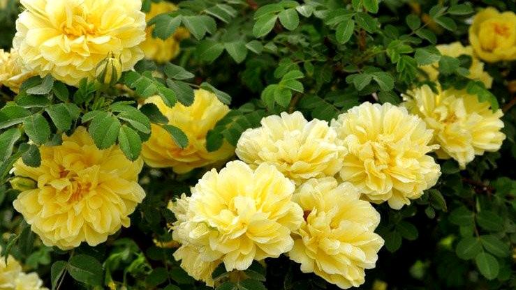 常见的野生植物"黄刺玫",我们小时候的零食,功效好多