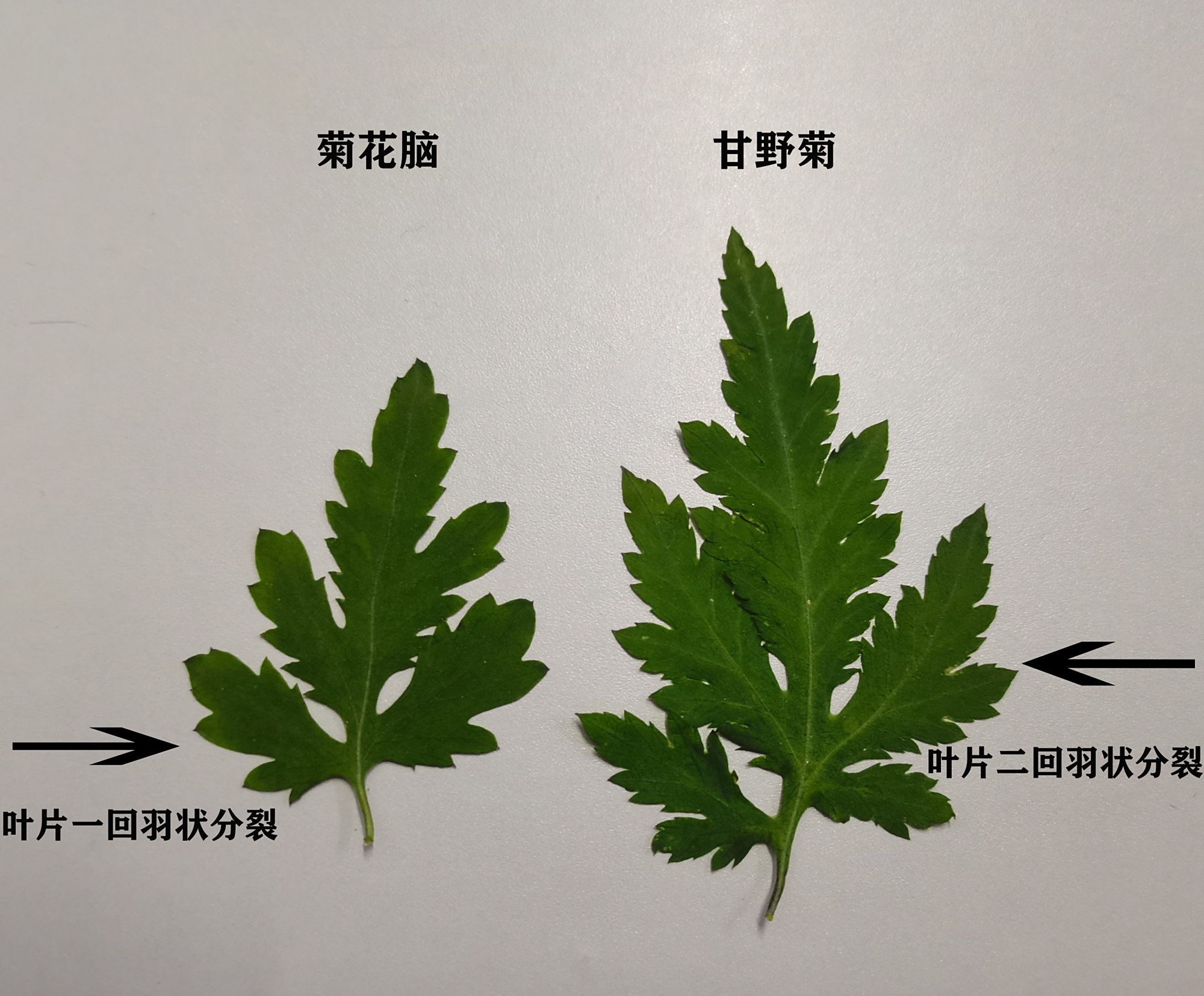 繁星点点的小野菊——甘野菊和菊花脑
