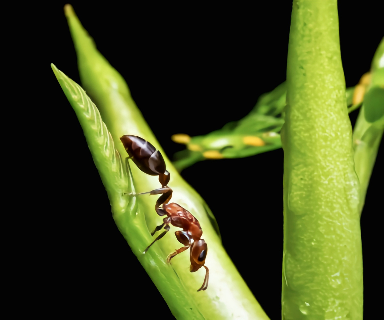 每天认识一种动物——牛角相思树蚁 牛角相思树蚁别名相思树蚁,牛角