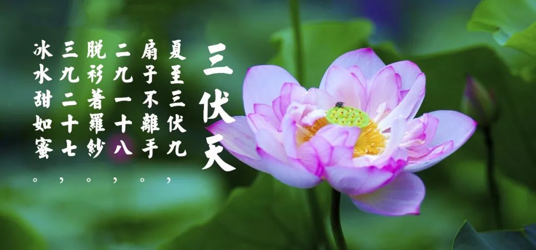 三伏将至,"秋包伏凉嗖嗖,伏包秋热死狗"啥意思?今年热不热?