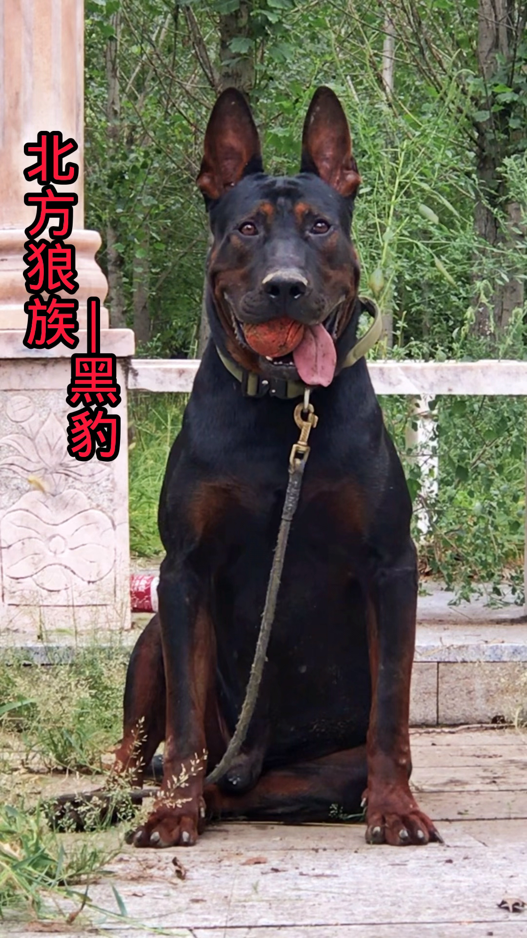 崃州红犬图片