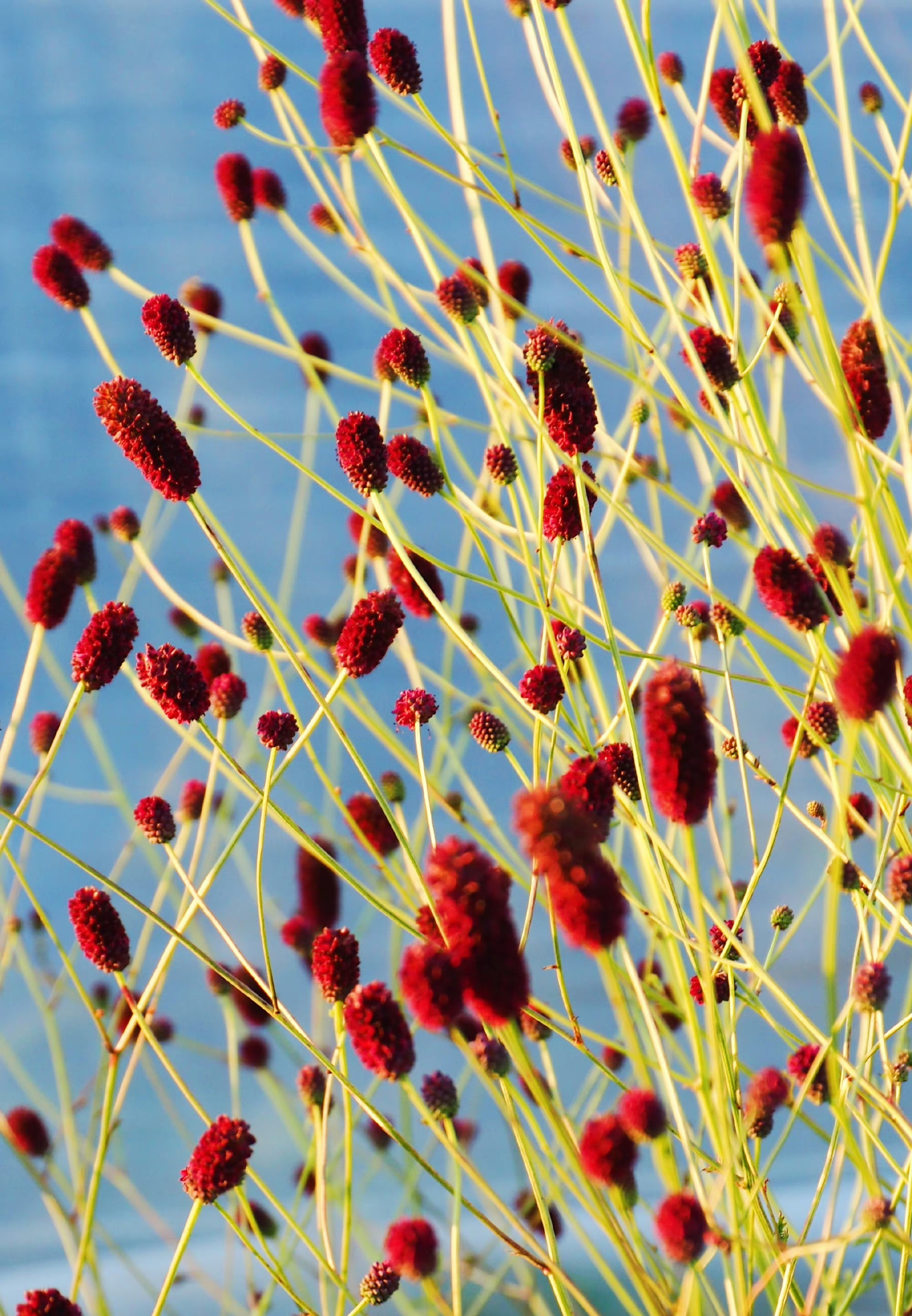 晨看花开千万朵,暮守清灯暖烟火.